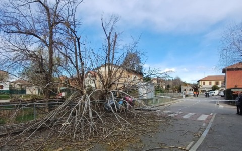 Forte vento provoca la caduta di un albero: intervento dei Vigili del fuoco