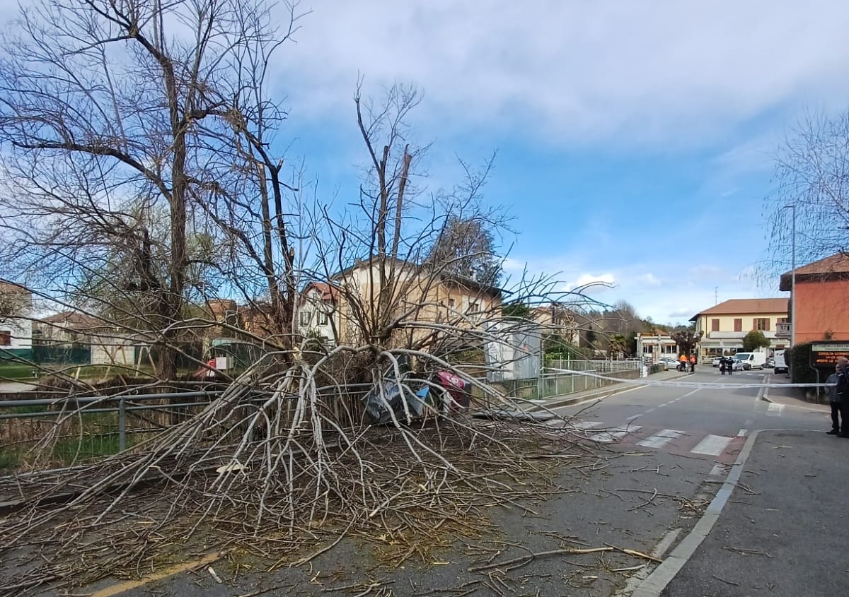 Forte vento provoca la caduta di un albero: intervento dei Vigili del fuoco