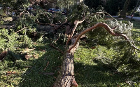 Raffiche di vento in arrivo: danni e chiusure nei parchi