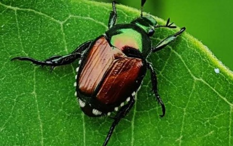 Olgiate Comasco: allerta per Popillia japonica, il Comune vieta le trappole nei giardini
