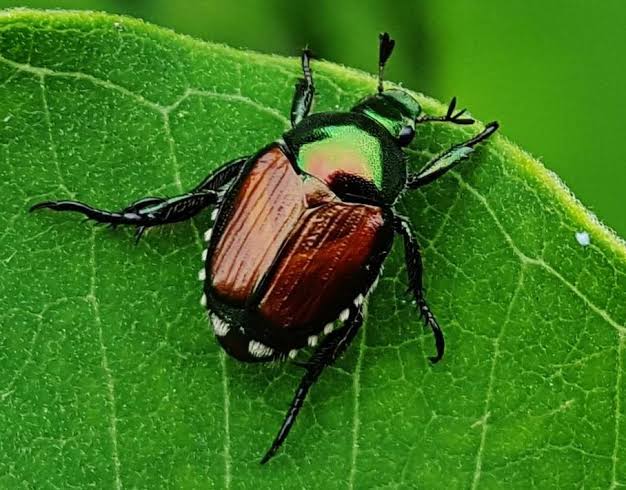 Olgiate Comasco: allerta per Popillia japonica, il Comune vieta le trappole nei giardini